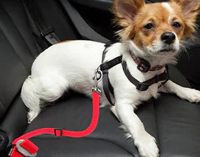 Dog Safety Buckle and Traction Rope for Cars